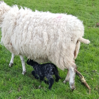 Lambing Time at Woodhouse Farm